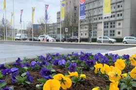 Bloembak met gele en blauwe viooltjes en de Oekraïense vlag